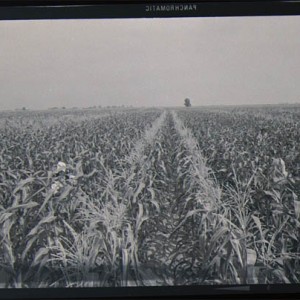 Agricultural Crops_Corn_1990.77.445